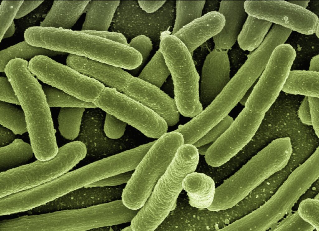 Parasite Infections